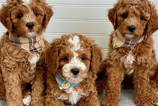 mooie cavapoo klaar voor adoptie. - 0