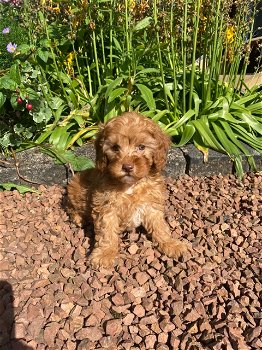 mooie cavapoo klaar voor adoptie. - 2