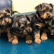 liefdevolle yorkshire terrier puppy klaar voor adoptie.