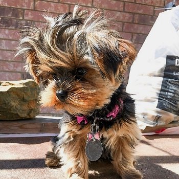 liefdevolle yorkshire terrier puppy klaar voor adoptie. - 1