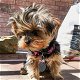 liefdevolle yorkshire terrier puppy klaar voor adoptie. - 1 - Thumbnail