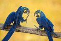Gezocht ik zoek Hyacinthara ara papegaai - 0 - Thumbnail
