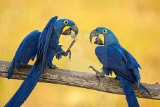 Gezocht ik zoek Hyacinthara ara papegaai 