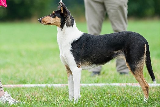 Te koop Schotse Herdershond Korthaar(collie) pups met stamboom FCI. - 1