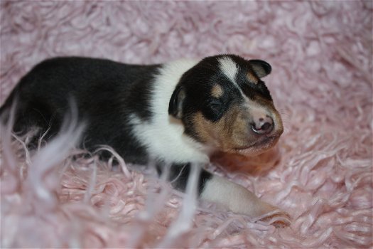 Te koop Schotse Herdershond Korthaar(collie) pups met stamboom FCI. - 2