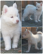 Pomsky pups mini husky - 0 - Thumbnail