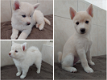 Pomsky pups mini husky - 3 - Thumbnail