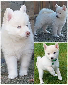 Pomsky pups mini husky - 5