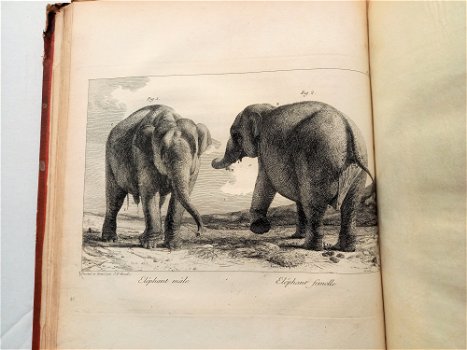[Olifanten] Houel 1803 Histoire naturelle des deux Éléphants - 0