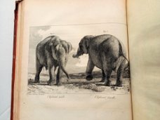 [Olifanten] Houel 1803 Histoire naturelle des deux Éléphants