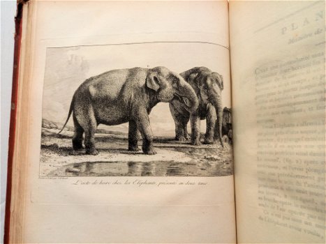 [Olifanten] Houel 1803 Histoire naturelle des deux Éléphants - 3
