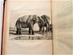 [Olifanten] Houel 1803 Histoire naturelle des deux Éléphants - 3 - Thumbnail