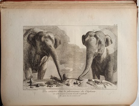 [Olifanten] Houel 1803 Histoire naturelle des deux Éléphants - 4