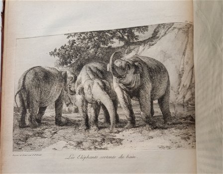 [Olifanten] Houel 1803 Histoire naturelle des deux Éléphants - 5
