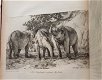 [Olifanten] Houel 1803 Histoire naturelle des deux Éléphants - 5 - Thumbnail