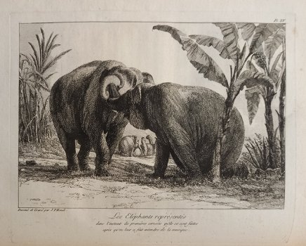 [Olifanten] Houel 1803 Histoire naturelle des deux Éléphants - 6