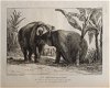 [Olifanten] Houel 1803 Histoire naturelle des deux Éléphants - 6 - Thumbnail