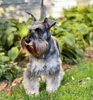 Dwergschnauzer pups te koop - 1