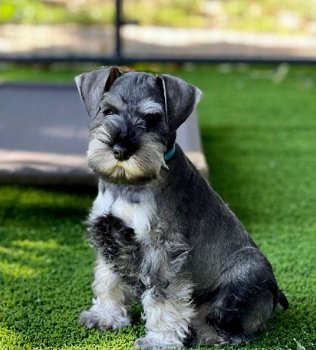 Dwergschnauzer pups te koop - 2