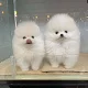 Kleine T-cup Pommerse puppy's beschikbaar - 0 - Thumbnail