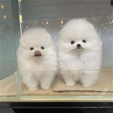 Kleine T-cup Pommerse puppy's beschikbaar