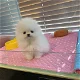 Kleine T-cup Pommerse puppy's beschikbaar - 2 - Thumbnail