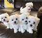 Prachtige Maltese puppy's te koop - 0 - Thumbnail
