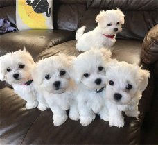 Prachtige Maltese puppy's te koop