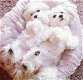 Prachtige Maltese puppy's te koop - 1 - Thumbnail