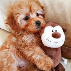 Mooie puppy's maltipoo