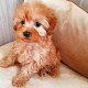 Mooie puppy's maltipoo - 1 - Thumbnail
