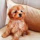 Mooie puppy's maltipoo - 2 - Thumbnail
