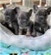 Franse Bulldog-puppy's - 0 - Thumbnail