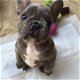 Franse Bulldog-puppy's - 1 - Thumbnail