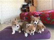 Welsh Corgi Pembroke. - 0 - Thumbnail