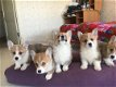 Welsh Corgi Pembroke. - 1 - Thumbnail