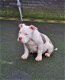 American bully pups - 1 - Thumbnail