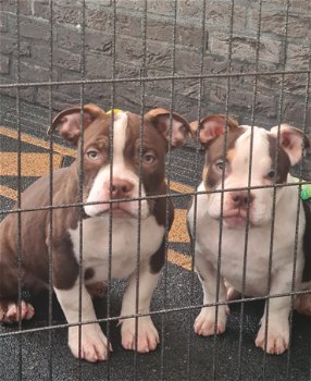 American bully pups - 2