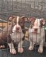 American bully pups - 2 - Thumbnail