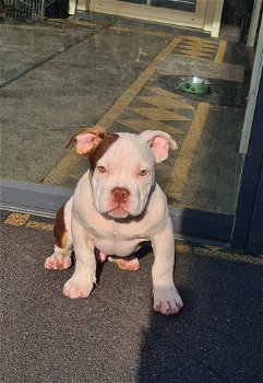 American bully pups - 3