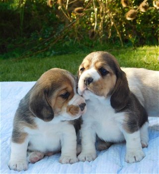Te koop Prachtige Beagle-puppy's - 0