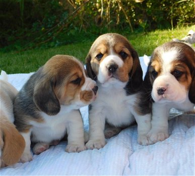 Te koop Prachtige Beagle-puppy's - 1