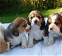 Te koop Prachtige Beagle-puppy's - 1 - Thumbnail