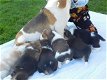 Te koop Prachtige Beagle-puppy's - 2 - Thumbnail
