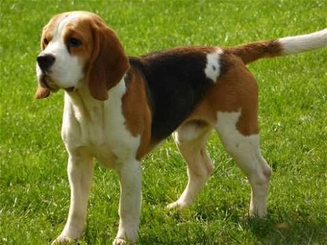 Te koop Prachtige Beagle-puppy's - 3