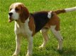 Te koop Prachtige Beagle-puppy's - 3 - Thumbnail