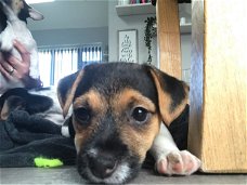 Schattige Jack Russell-pups te koop