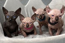 Tica Stamboom Elf Sphynx Katje Te Koop!!!