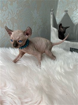 Tica Stamboom Elf Sphynx Katje Te Koop!!! - 3