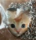 Katten in hart kettings - 1 - Thumbnail